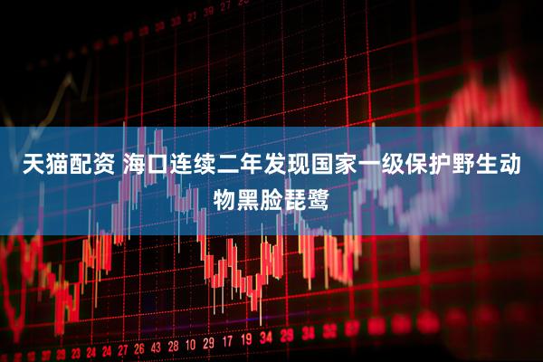 天猫配资 海口连续二年发现国家一级保护野生动物黑脸琵鹭